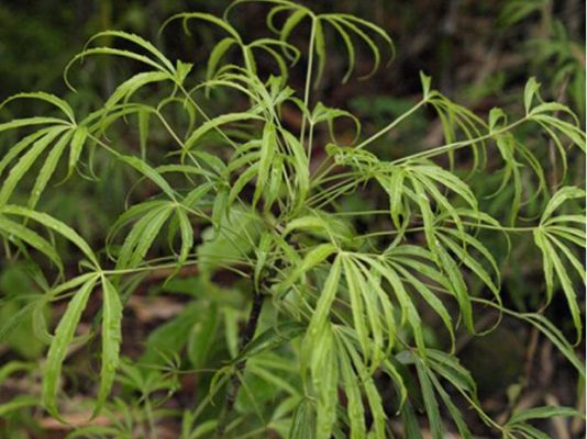 梁王贡价格（梁王茶有哪些药用价值）