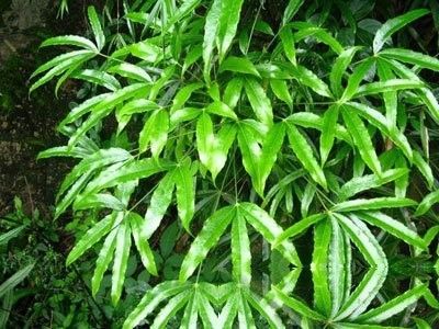 梁王贡价格(梁王茶有哪些药用价值)-图2 梁王贡价格(梁王茶有哪些药用价值)-图2