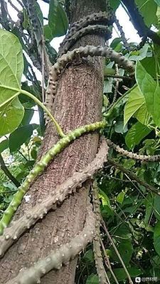 苦藤价格（苦藤药用价值）
