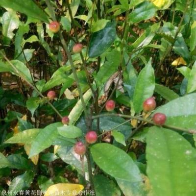 奶白花价格(白花牛奶苗)-图3 奶白花价格(白花牛奶苗)-图3