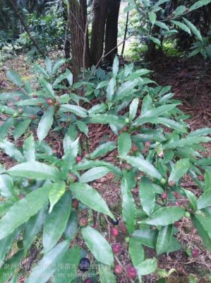 奶白花价格(白花牛奶苗)-图2 奶白花价格(白花牛奶苗)-图2