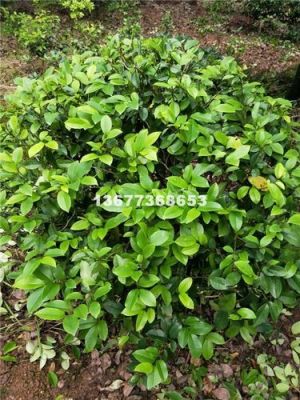含笑球价格(含笑药用价值)-图2 含笑球价格(含笑药用价值)-图2