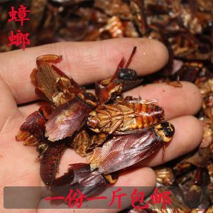 蟑螂收购价格(有收购蟑螂的吗它是药材吗?)-图2 蟑螂收购价格(有收购蟑螂的吗它是药材吗?)-图2