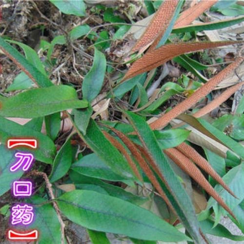 石伟的价格(石伟书画价格)-图2 石伟的价格(石伟书画价格)-图2