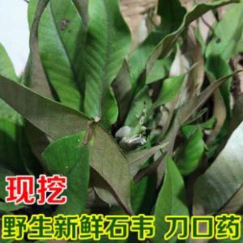 石伟的价格(石伟书画价格)-图3 石伟的价格(石伟书画价格)-图3