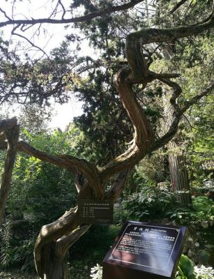 紫柏树价格(紫柏木的价值)-图3 紫柏树价格(紫柏木的价值)-图3