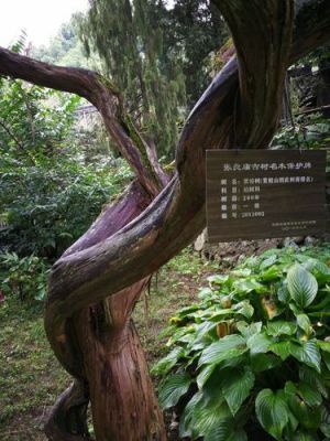 紫柏树价格(紫柏木的价值)-图2 紫柏树价格(紫柏木的价值)-图2