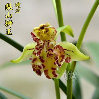 梨山狮王兰花价格（梨山狮王兰花适合北方养殖吗）