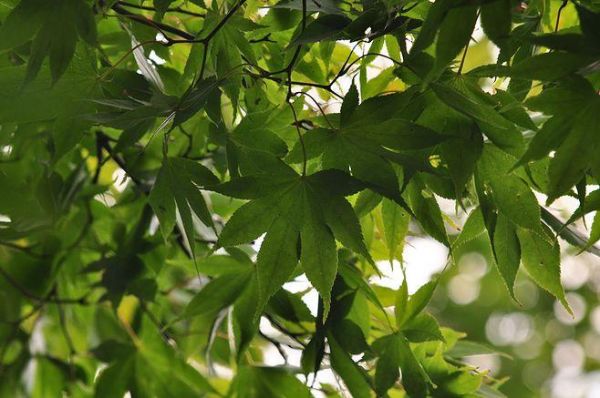 七叶枫价格（七叶枫树作用与功效七叶风图片）-图3