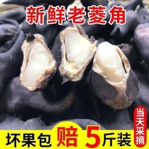 牛角菱价格(牛角菱角图片)-图3 牛角菱价格(牛角菱角图片)-图3