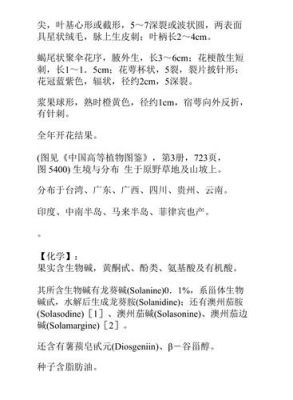 天茄花价格(天茄花的别名叫什么)-图2 天茄花价格(天茄花的别名叫什么)-图2