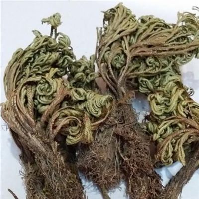 回阳草价格(回阳草的功效与作用)-图3 回阳草价格(回阳草的功效与作用)-图3