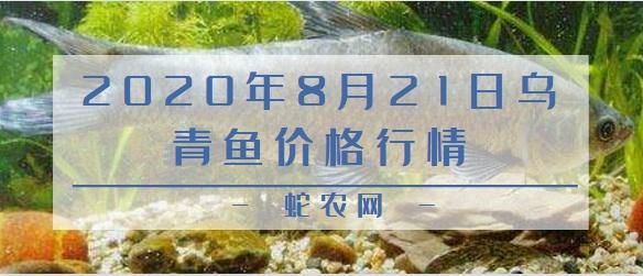 乌青价格（乌青价格今日价）