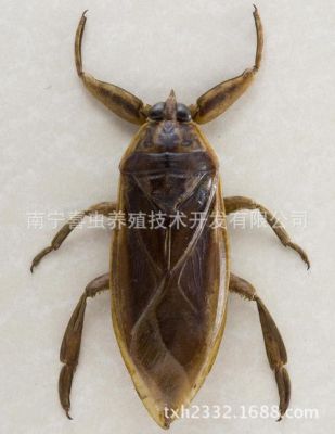 桂花蝉价格(桂花蝉长什么样)-图3 桂花蝉价格(桂花蝉长什么样)-图3