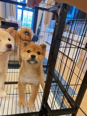 柴犬长沙价格（长沙市柴犬养殖基地）
