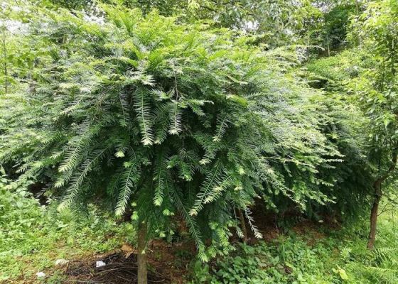 黄豆杉价格(黄豆杉树图片大全)-图3 黄豆杉价格(黄豆杉树图片大全)-图3