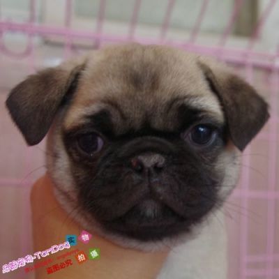 巴豆犬价格(巴豆狗是什么品种)-图2 巴豆犬价格(巴豆狗是什么品种)-图2