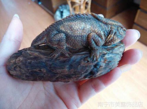 关于蜥蜴琥珀价格的信息-图2 关于蜥蜴琥珀价格的信息-图2