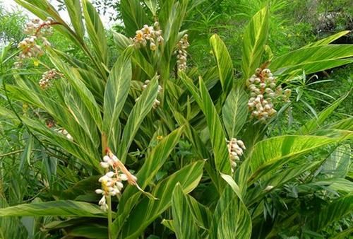 苦良姜价格(苦良姜原植物图片)-图2 苦良姜价格(苦良姜原植物图片)-图2