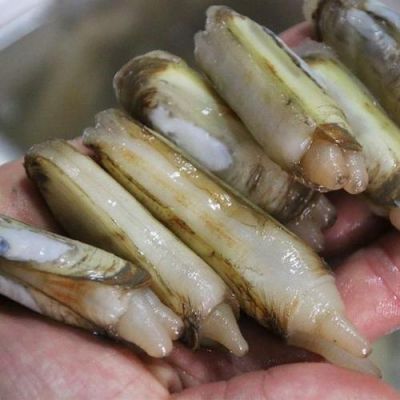 指甲贝价格(指甲贝的营养价值)-图2 指甲贝价格(指甲贝的营养价值)-图2