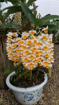 球花石斛价格（球花石斛种植经验）