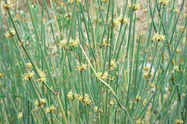 麻黄草价格(麻黄草多少算违法)-图2 麻黄草价格(麻黄草多少算违法)-图2