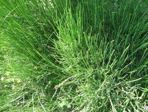 麻黄草价格(麻黄草多少算违法)-图3 麻黄草价格(麻黄草多少算违法)-图3
