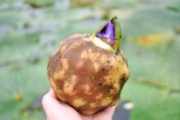 鸡豆米价格（鸡豆米是什么植物）