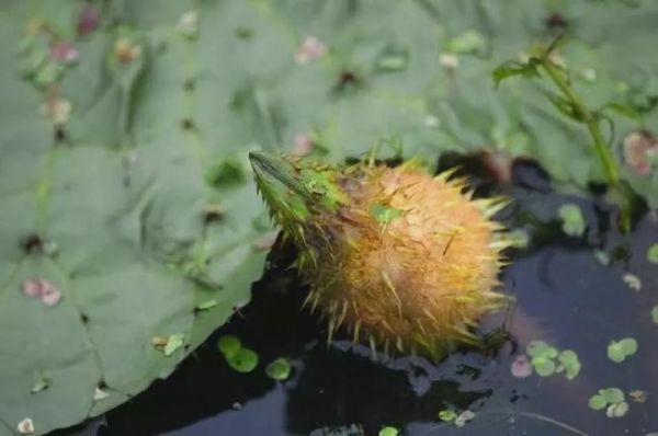 鸡豆米价格(鸡豆米是什么植物)-图2 鸡豆米价格(鸡豆米是什么植物)-图2