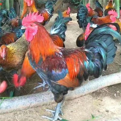 湖南毛鸡价格(湖南毛鸡价格行情)-图3 湖南毛鸡价格(湖南毛鸡价格行情)-图3