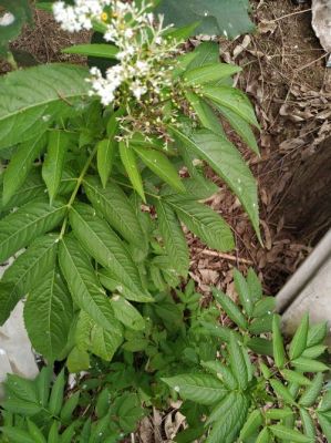 血满草价格（血满草有几种）