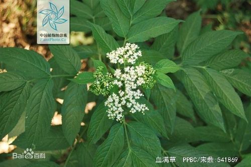 血满草价格(血满草有几种)-图2 血满草价格(血满草有几种)-图2