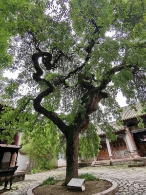 龙槐树价格(龙槐树的风水)-图2 龙槐树价格(龙槐树的风水)-图2