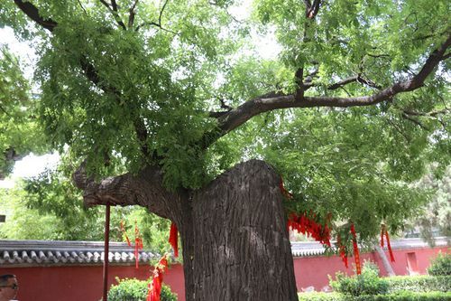 龙槐树价格(龙槐树的风水)-图3 龙槐树价格(龙槐树的风水)-图3