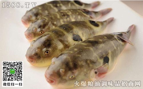 河琢鱼价格(河鱼图片 品种)-图2 河琢鱼价格(河鱼图片 品种)-图2