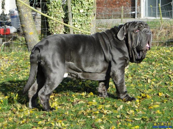 牛波立顿犬价格(牛波里丹顿犬)-图1 牛波立顿犬价格(牛波里丹顿犬)-图1