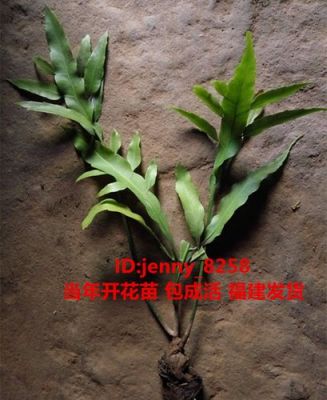 昙花苗价格(昙花市场价)-图2 昙花苗价格(昙花市场价)-图2