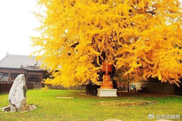 杏银树价格（银杏树 报价）