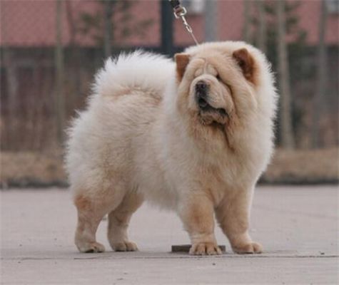 熊狮犬价格（熊狮犬最大养到多大）