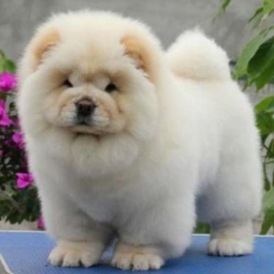 熊狮犬价格(熊狮犬最大养到多大)-图3 熊狮犬价格(熊狮犬最大养到多大)-图3