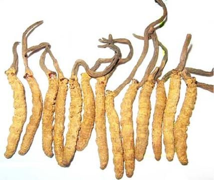 包含中科虫草价格的词条-图3 包含中科虫草价格的词条-图3