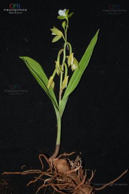 美冠兰价格(美冠兰是不是珍稀)-图2 美冠兰价格(美冠兰是不是珍稀)-图2