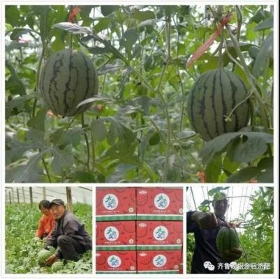济阳二太平西瓜价格(太平西瓜市场在哪里)-图3 济阳二太平西瓜价格(太平西瓜市场在哪里)-图3