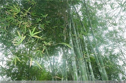 金刚竹价格(金刚 价格)-图2 金刚竹价格(金刚 价格)-图2