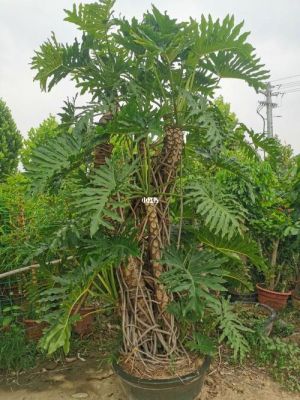 龙鳞树价格（龙鳞木图片）