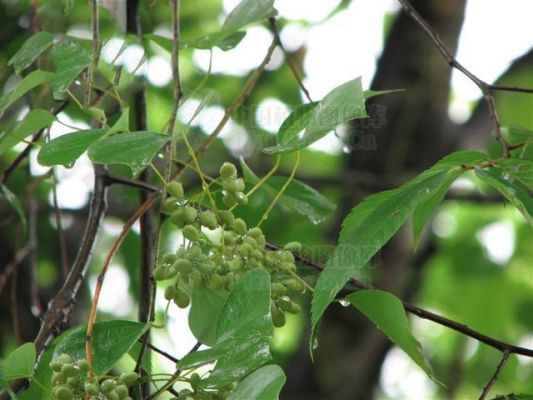 追骨风价格(追骨风草药图片大全)-图3 追骨风价格(追骨风草药图片大全)-图3