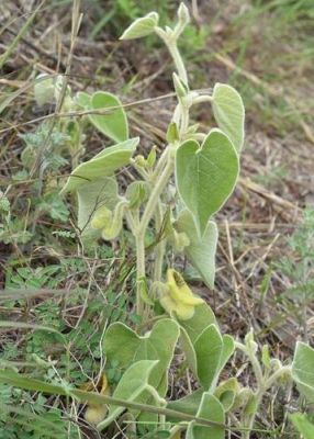 追骨风价格(追骨风草药图片大全)-图2 追骨风价格(追骨风草药图片大全)-图2