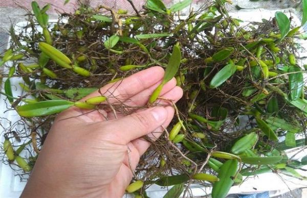 石串莲的价格(石串莲食用方法)-图2 石串莲的价格(石串莲食用方法)-图2