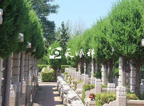 廊坊万桐公墓价格表(廊坊万桐公墓价格表及图片)-图3 廊坊万桐公墓价格表(廊坊万桐公墓价格表及图片)-图3