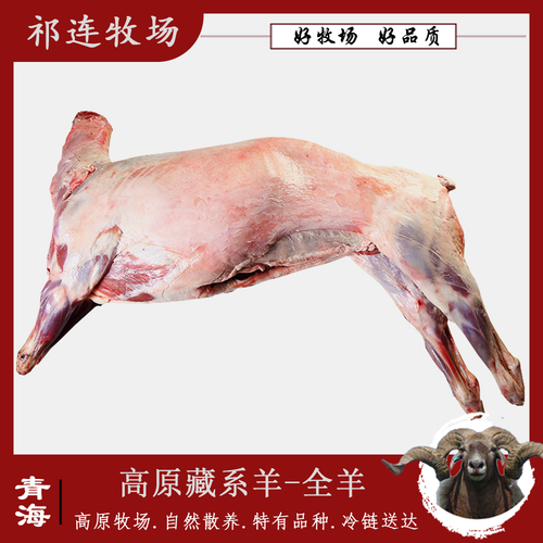 祁连藏羊价格(祁连牧场羊肉价格)-图2 祁连藏羊价格(祁连牧场羊肉价格)-图2